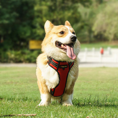Light Up Dog Harness Step In Style ด้วยวัสดุพอลิเอสเตอร์กันน้ําและสะท้อนแสง