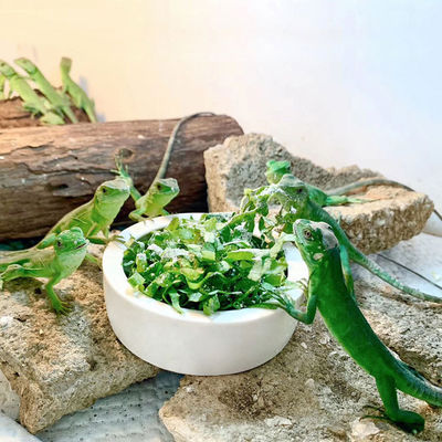 กระปุกสัตว์เลี้ยงป้องกันหนอนขนมปังที่วางการหลบหนี กระต่าย เซรามิคน้ําอาหารจานสัตว์เลื้อย